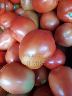 Red Tomatoes/Enyanya