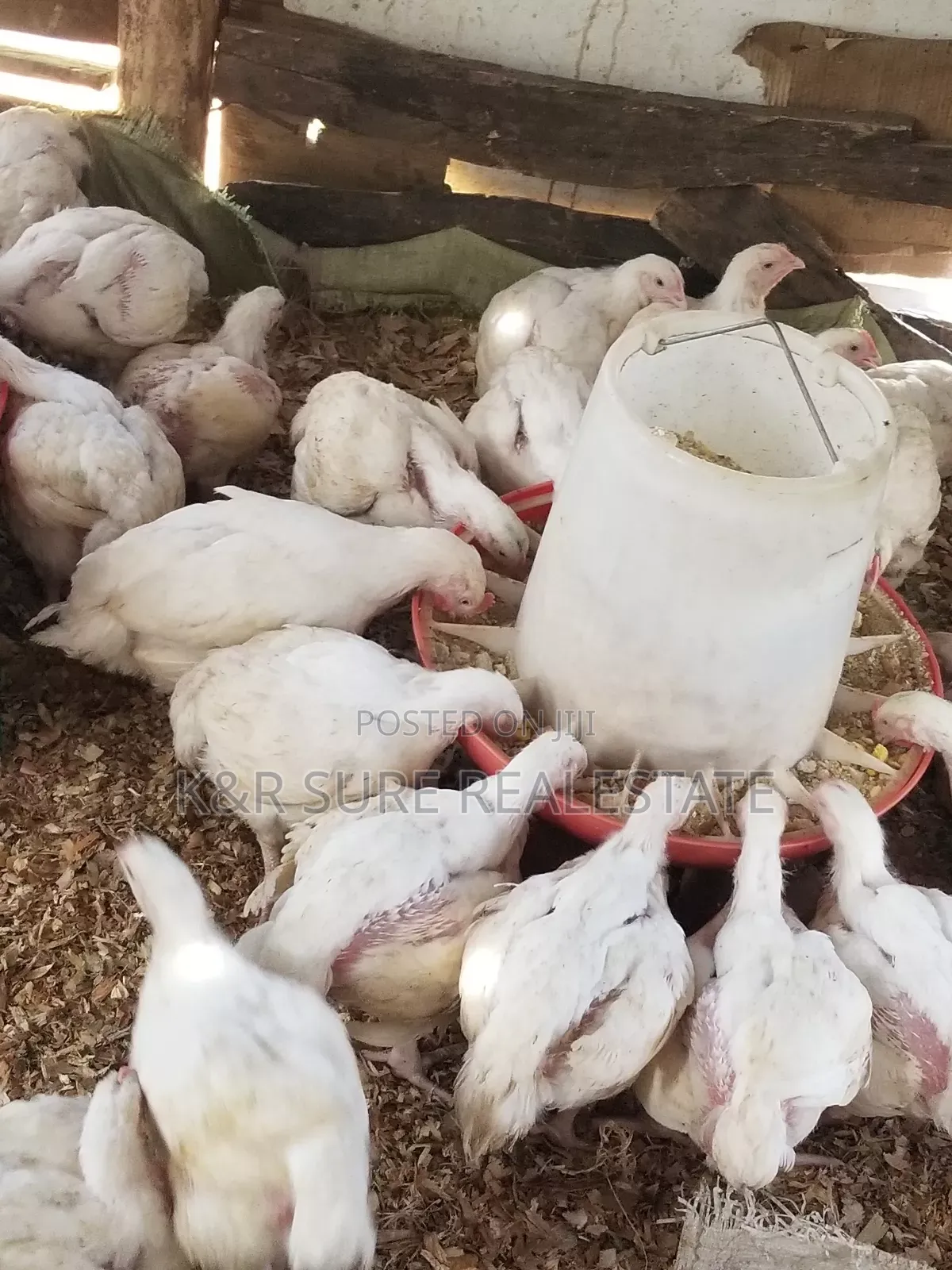 Broiler 1.5kgs Very Healthy From 1.5kgs to 2.5m