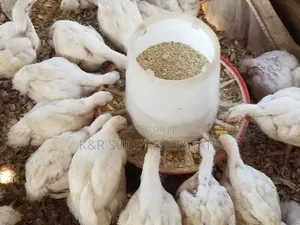 Broiler 1.5kgs Very Healthy From 1.5kgs to 2.5m