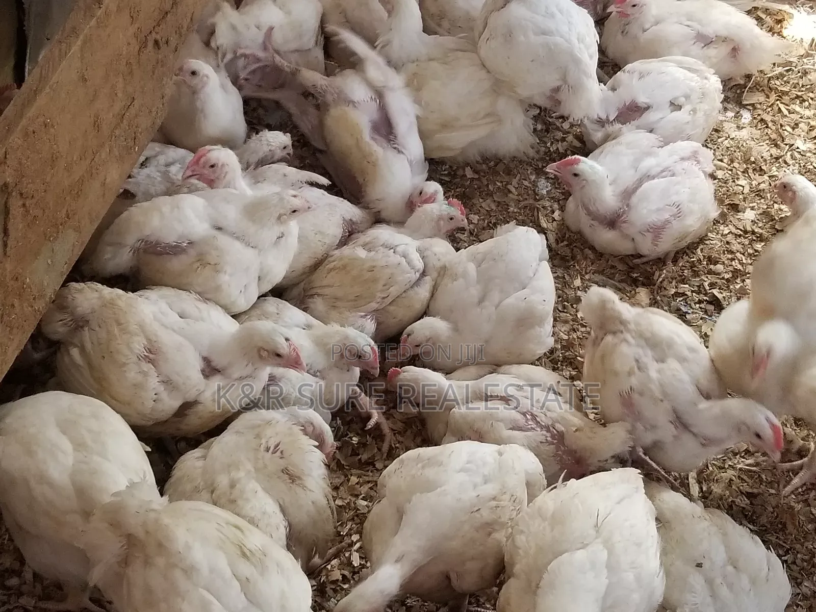 Broiler 1.5kgs Very Healthy From 1.5kgs to 2.5m