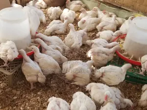 Broiler 1.5kgs Very Healthy From 1.5kgs to 2.5m
