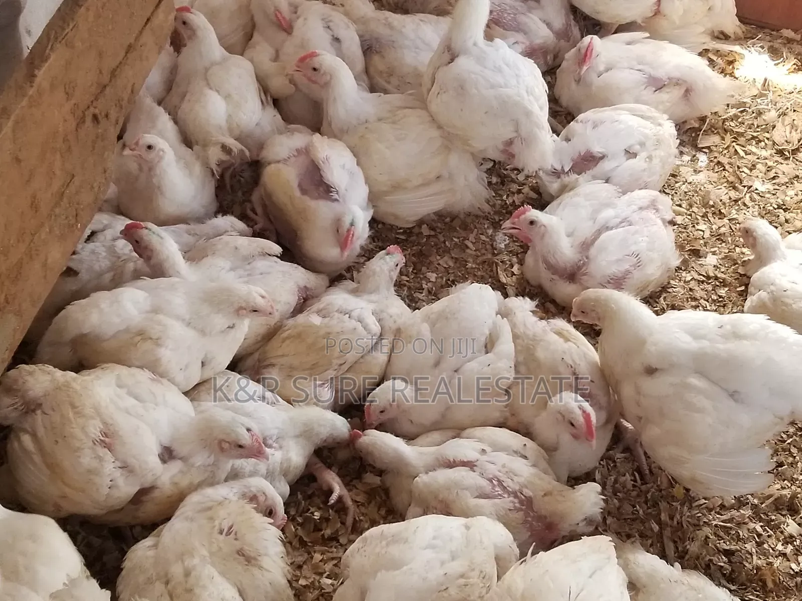 Chicken Broilers for Meat We Supply Large Quantity