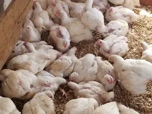 Chicken Broilers for Meat We Supply Large Quantity