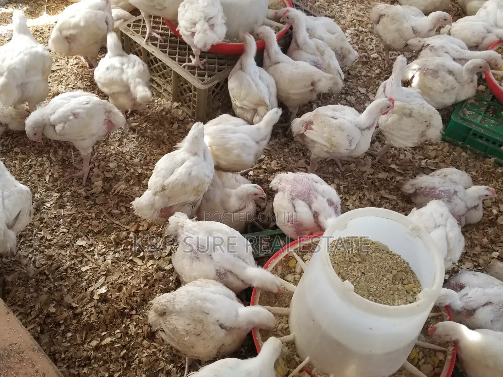 Chicken Broilers for Meat We Supply Large Quantity