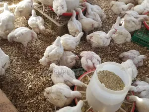 Chicken Broilers for Meat We Supply Large Quantity