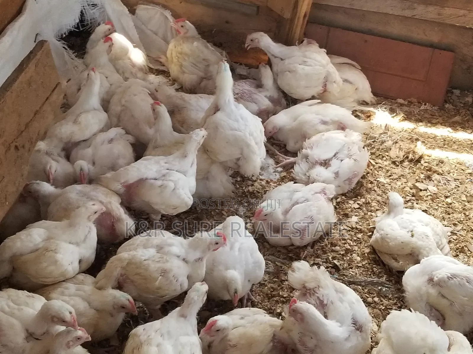 Chicken Broilers on Sale at 15000
