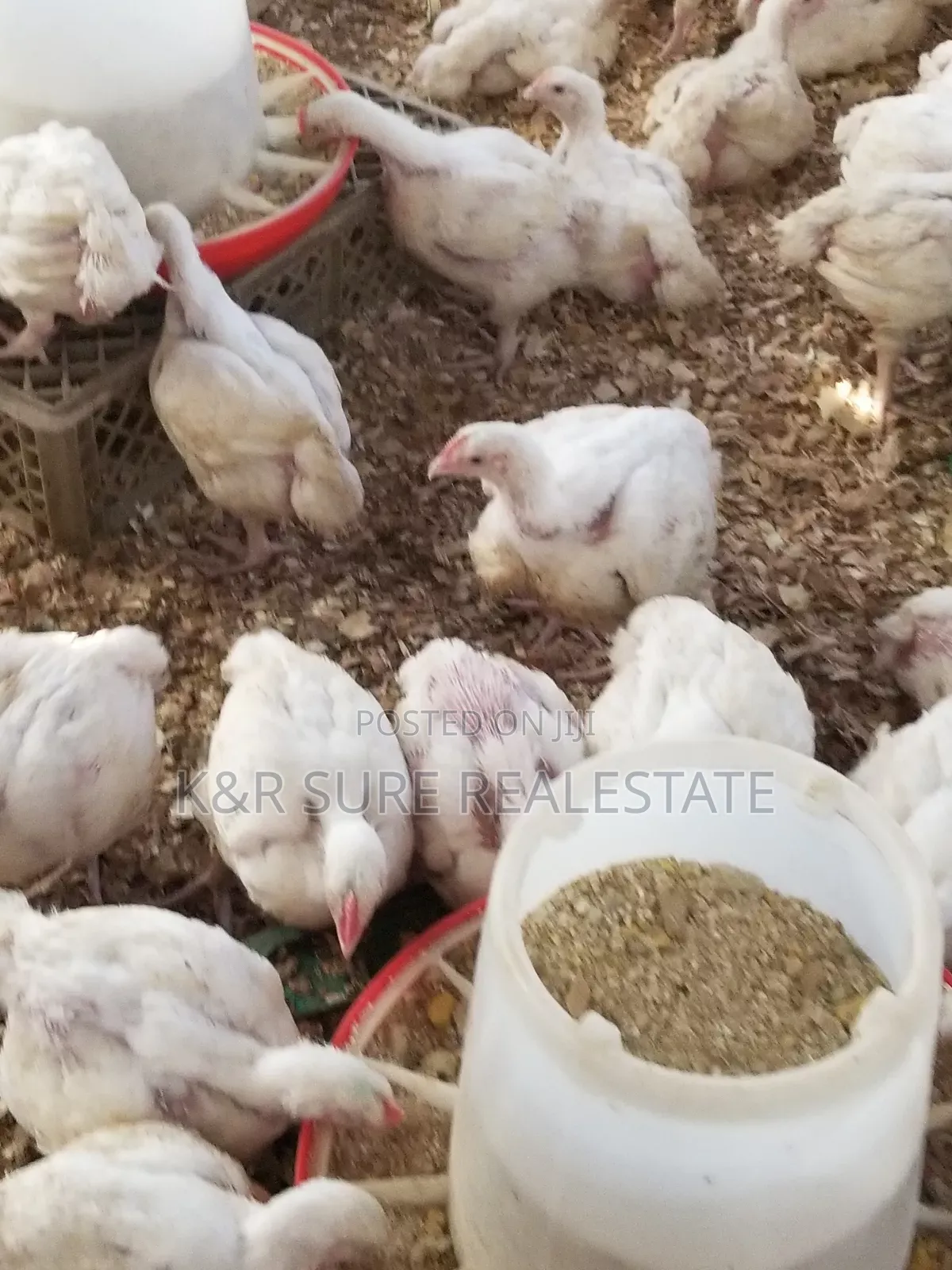 Chicken Broilers on Sale at 15000