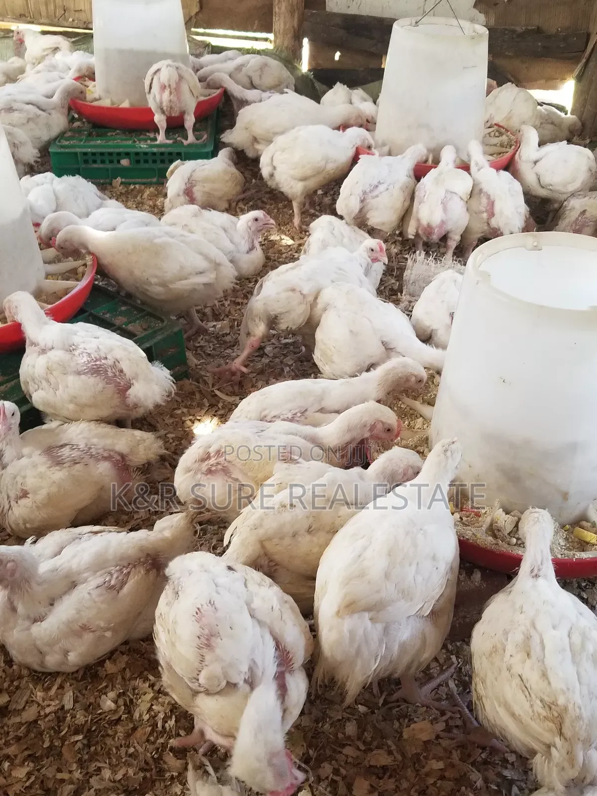 Chicken Broilers on Sale at 15000
