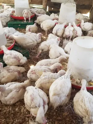 Chicken Broilers on Sale at 15000