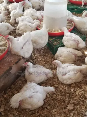 Chicken Broilers on Sale at 15000