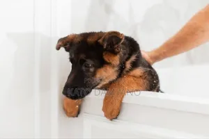 Dog Washing