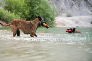 Dog Washing