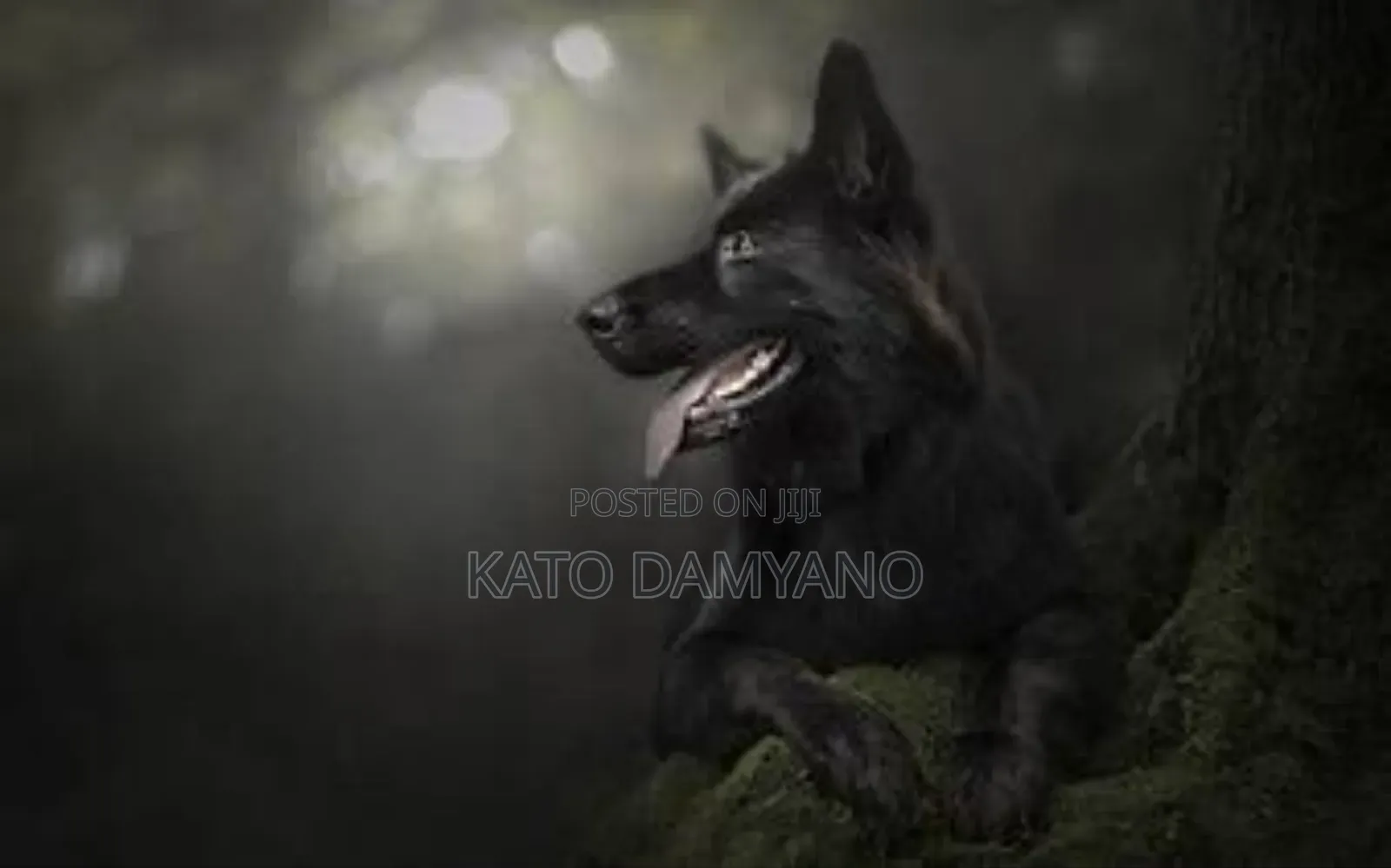 Premium Monthly Dog Care
