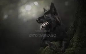 Premium Monthly Dog Care