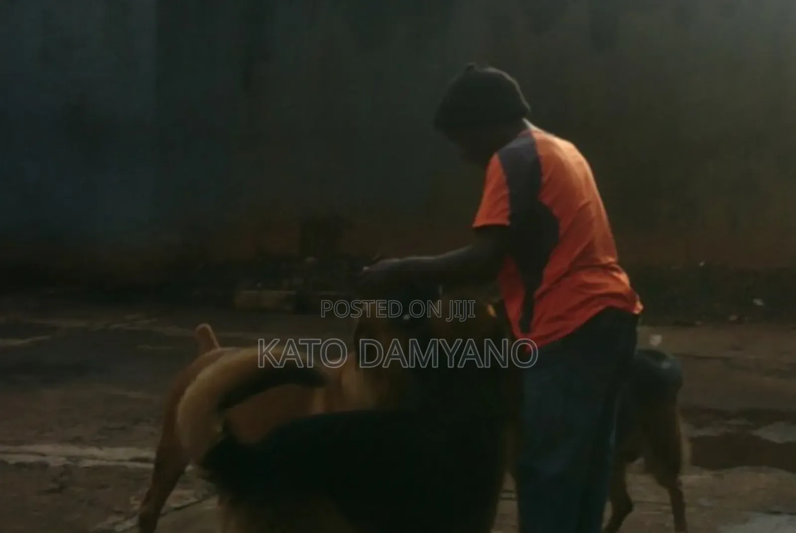 Premium Monthly Dog Care