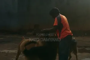 Premium Monthly Dog Care