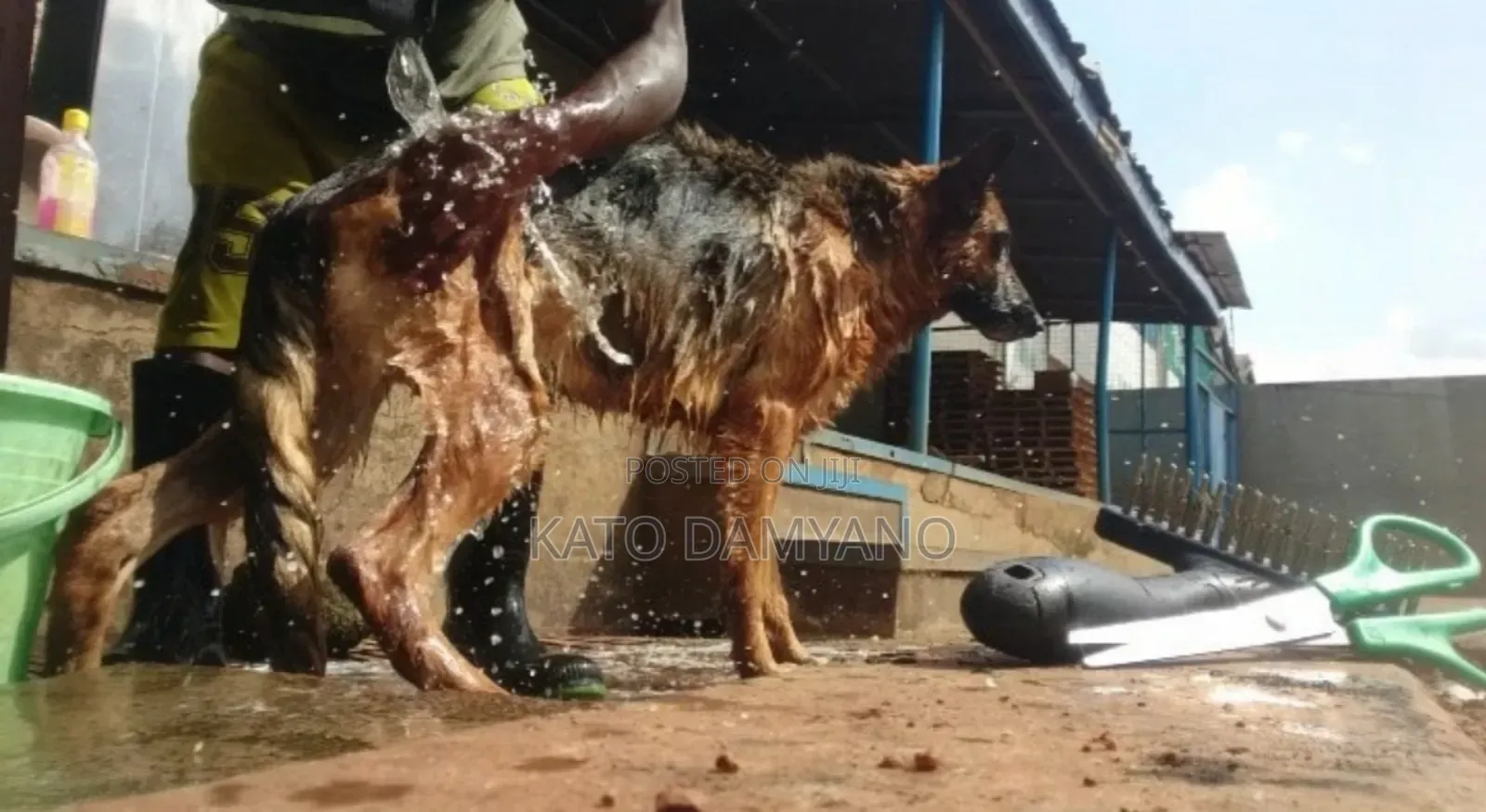 Premium Monthly Dog Care
