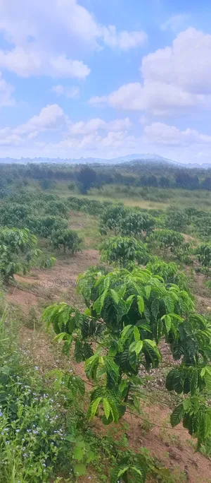 8 Acres of Land on Buwama Near Masaka Highway