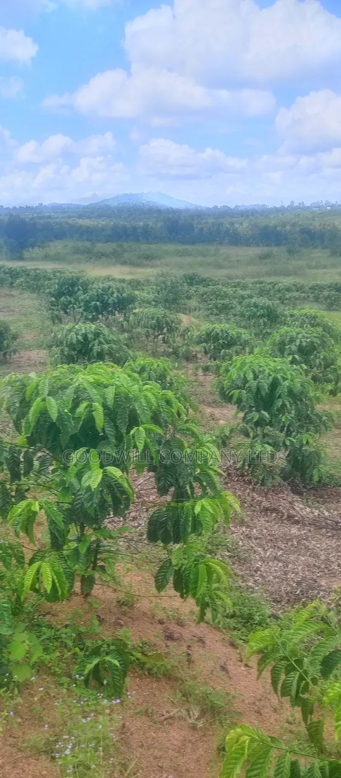8 Acres of Land on Buwama Near Masaka Highway