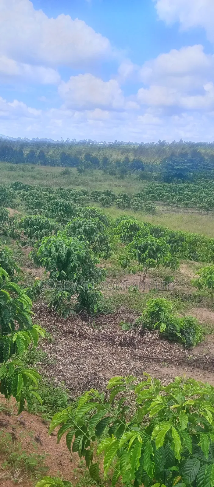 8 Acres of Land on Buwama Near Masaka Highway