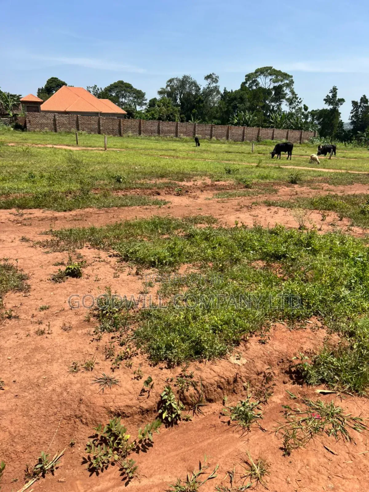 50*100feet and 100*100feet 5plots of Land in Kijabijjo After Nakwer0