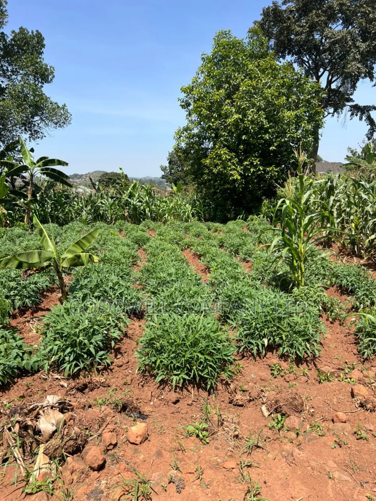 11 Decimals of Land Kijabijjo Near Town
