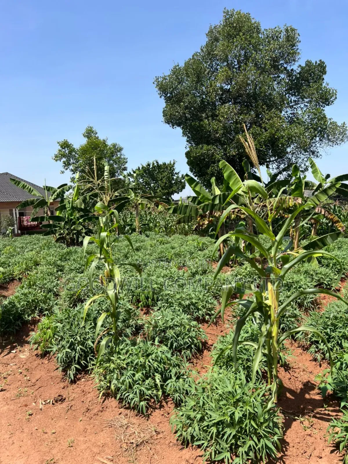 11 Decimals of Land Kijabijjo Near Town