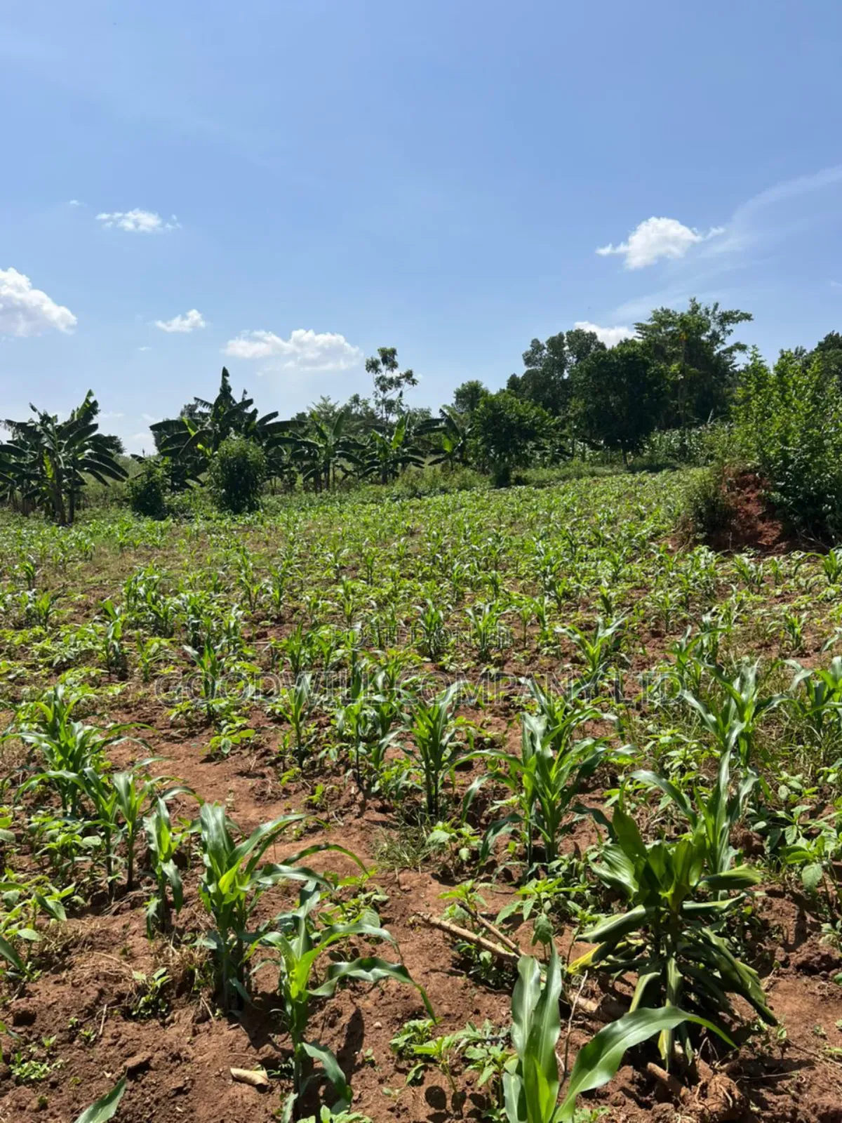 100*100feet Plot of Land in Kijabijjo After Nakwero Gayaza