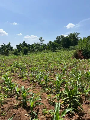 100*100feet Plot of Land in Kijabijjo After Nakwero Gayaza