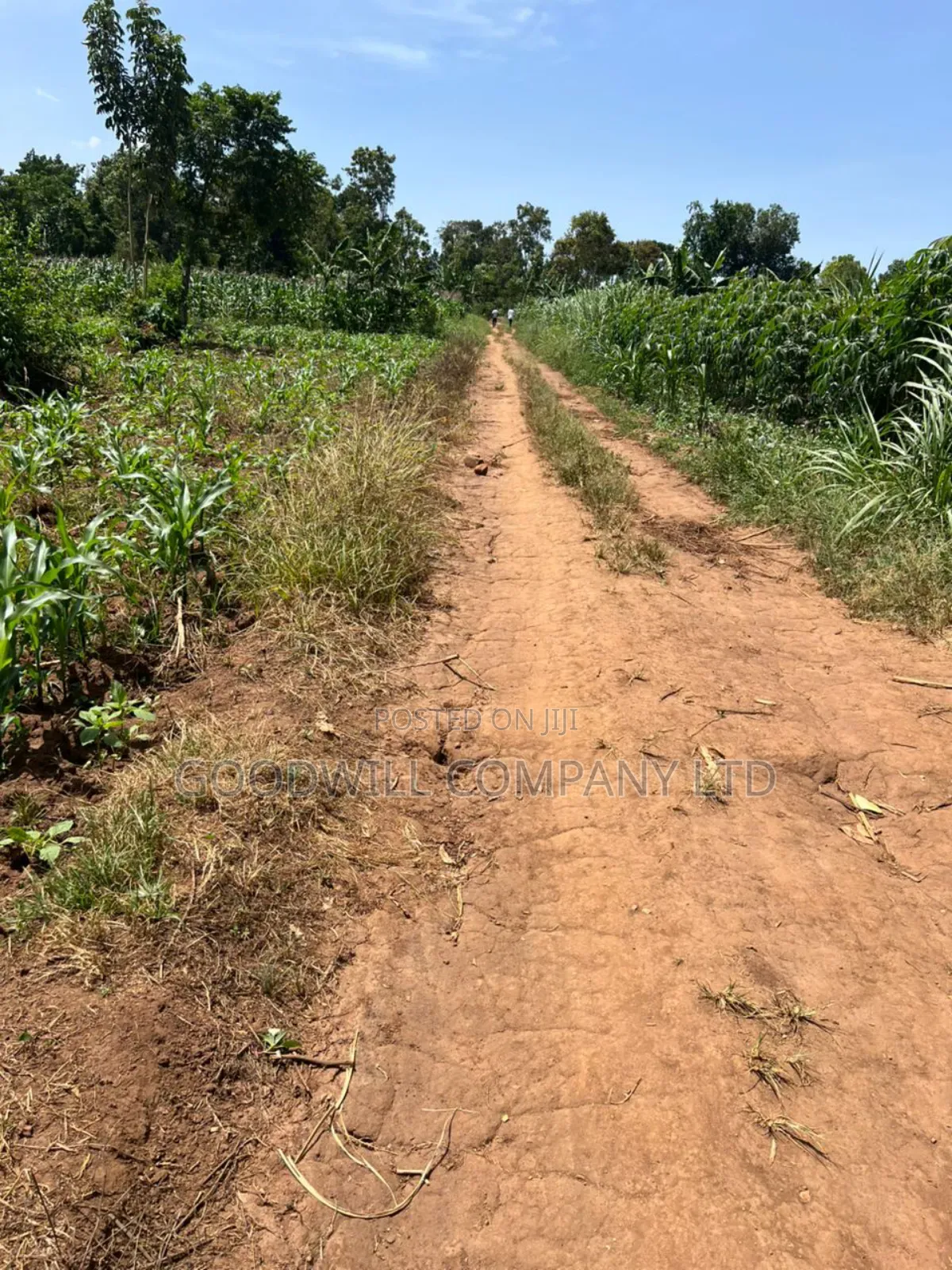 100*100feet Plot of Land in Kijabijjo After Nakwero Gayaza