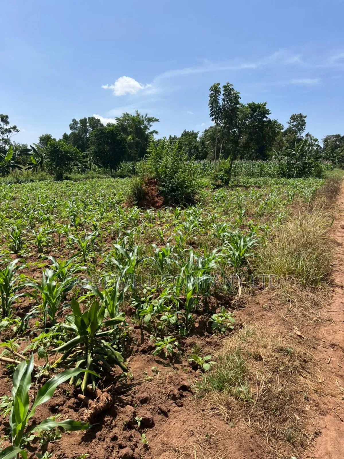 100*100feet Plot of Land in Kijabijjo After Nakwero Gayaza