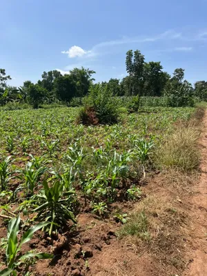 100*100feet Plot of Land in Kijabijjo After Nakwero Gayaza