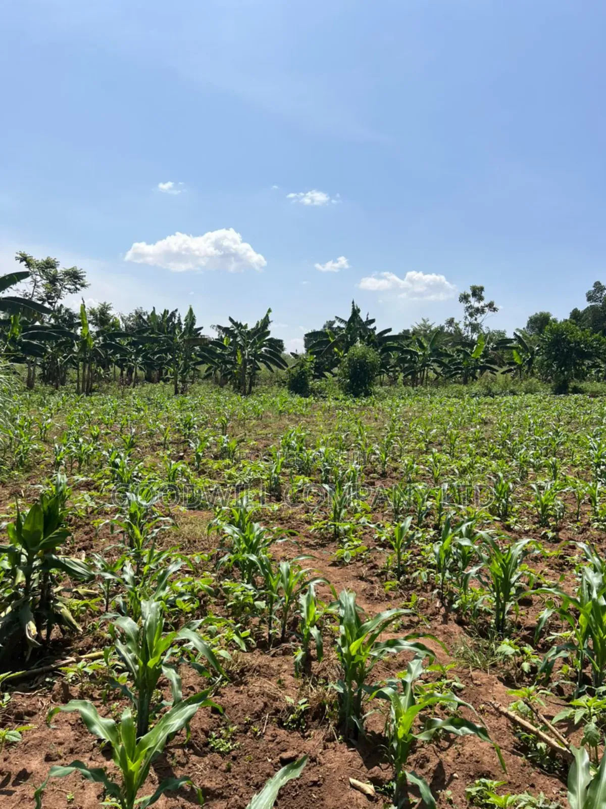100*100feet Plot of Land in Kijabijjo After Nakwero Gayaza