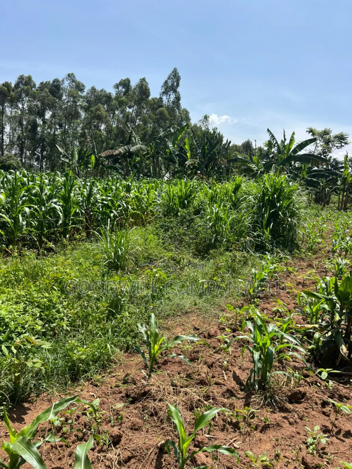 100*100feet Plot of Land in Kijabijjo After Nakwero Gayaza
