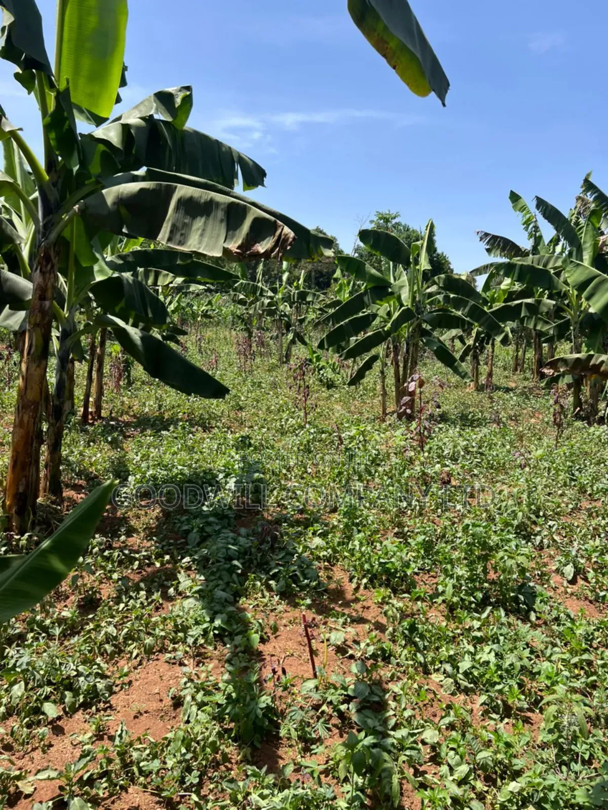 100*100feet Plot of Land in Kijabijjo After Nakwero Gayaza