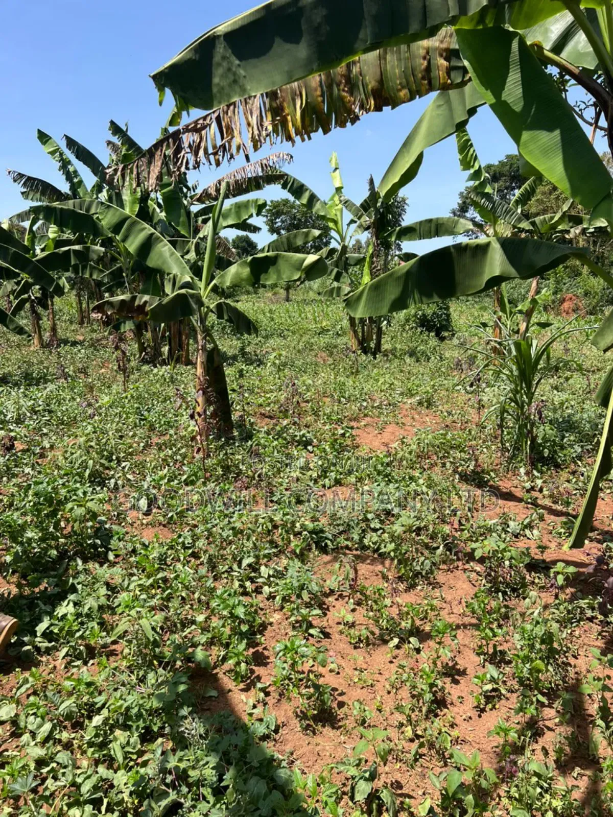 100*100feet Plot of Land in Kijabijjo After Nakwero Gayaza