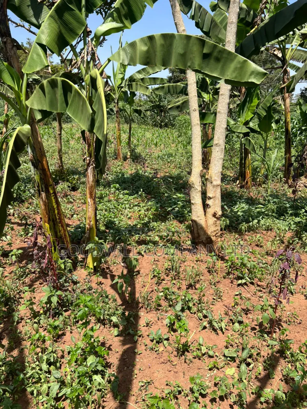 100*100feet Plot of Land in Kijabijjo After Nakwero Gayaza