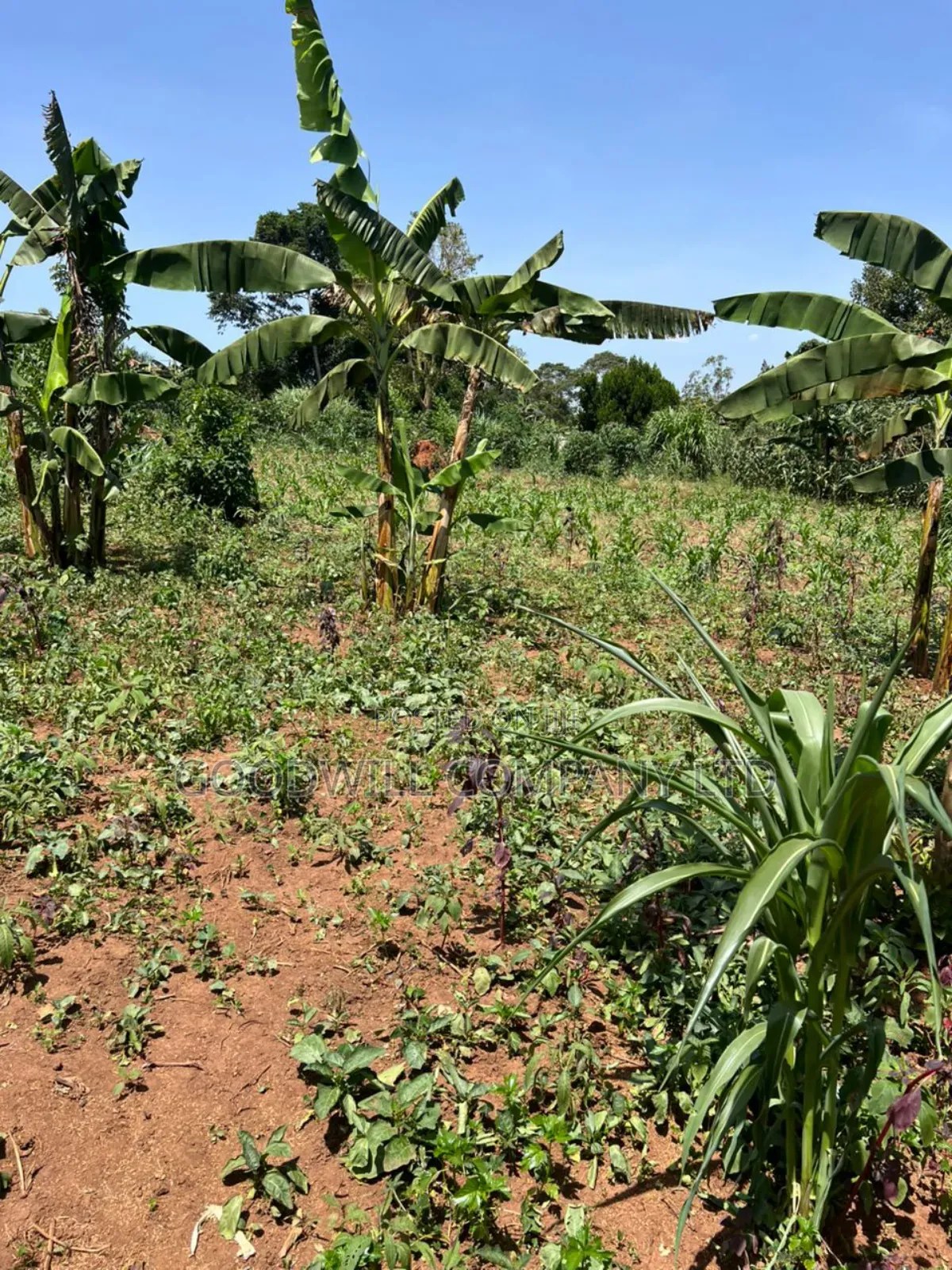100*100feet Plot of Land in Kijabijjo After Nakwero Gayaza