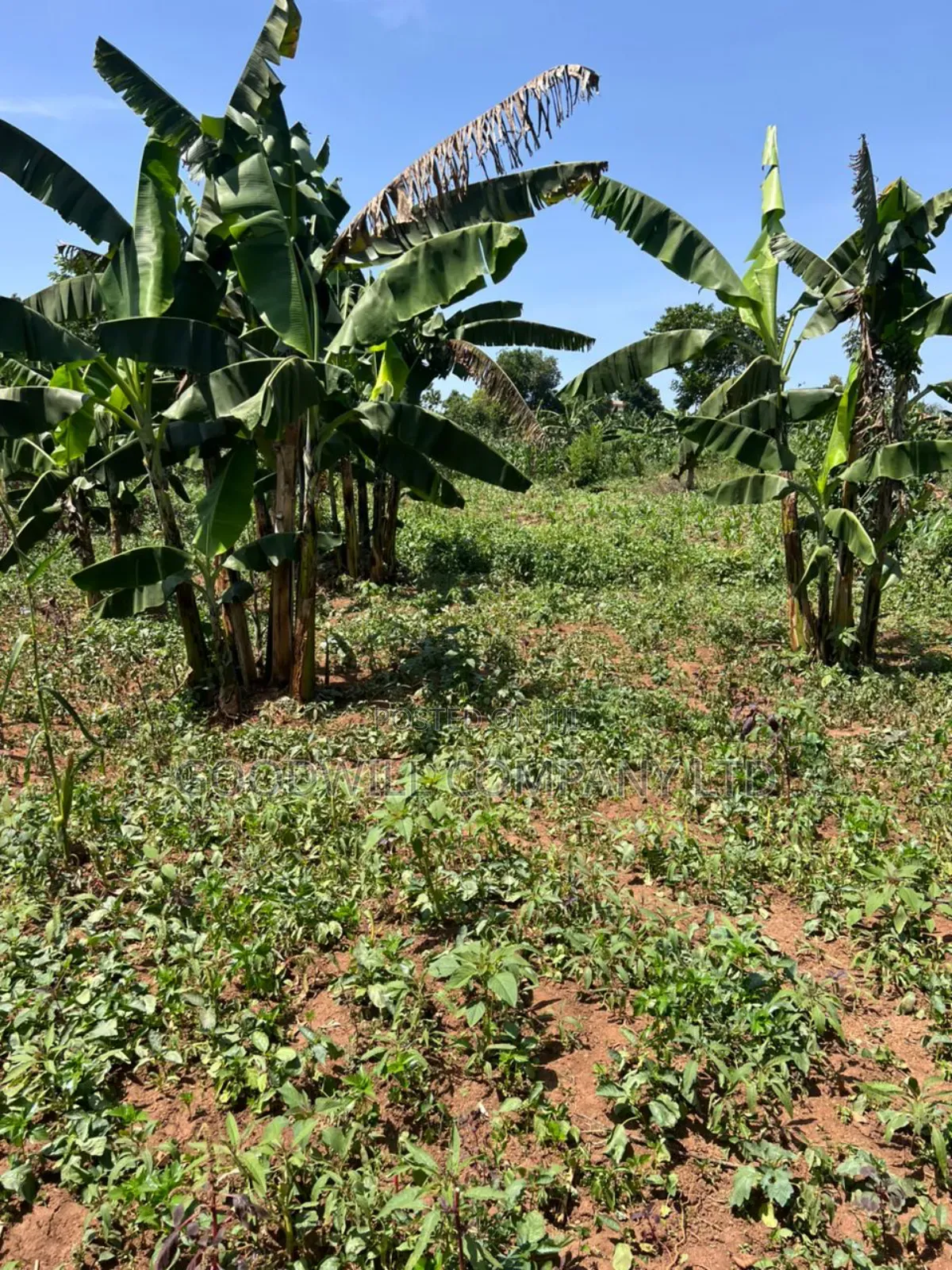100*100feet Plot of Land in Kijabijjo After Nakwero Gayaza