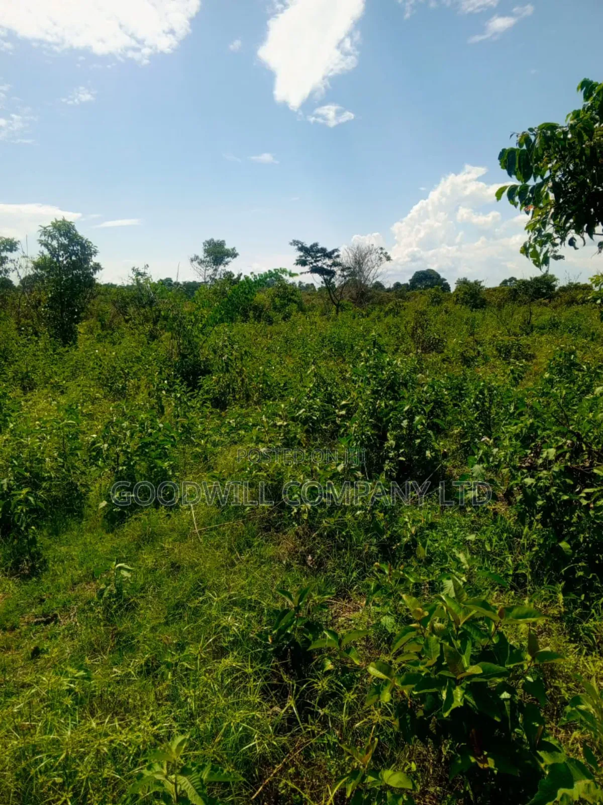 50 Acres of Land in Masaka on Bukakata Road