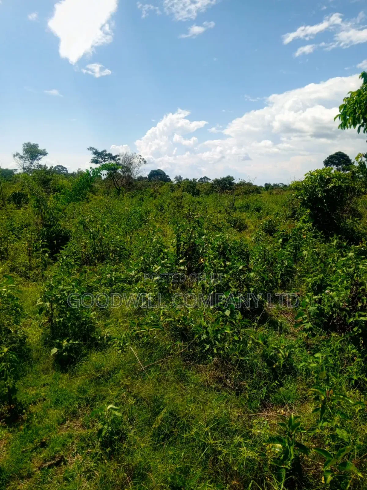 50 Acres of Land in Masaka on Bukakata Road