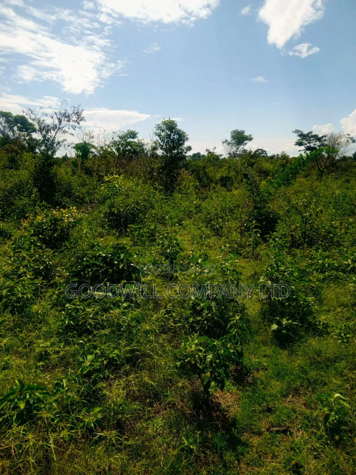50 Acres of Land in Masaka on Bukakata Road