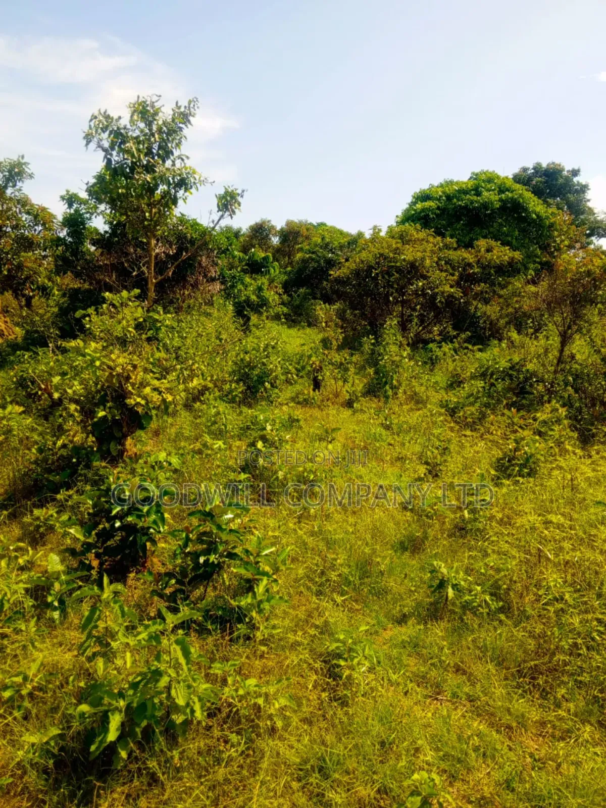 50 Acres of Land in Masaka on Bukakata Road