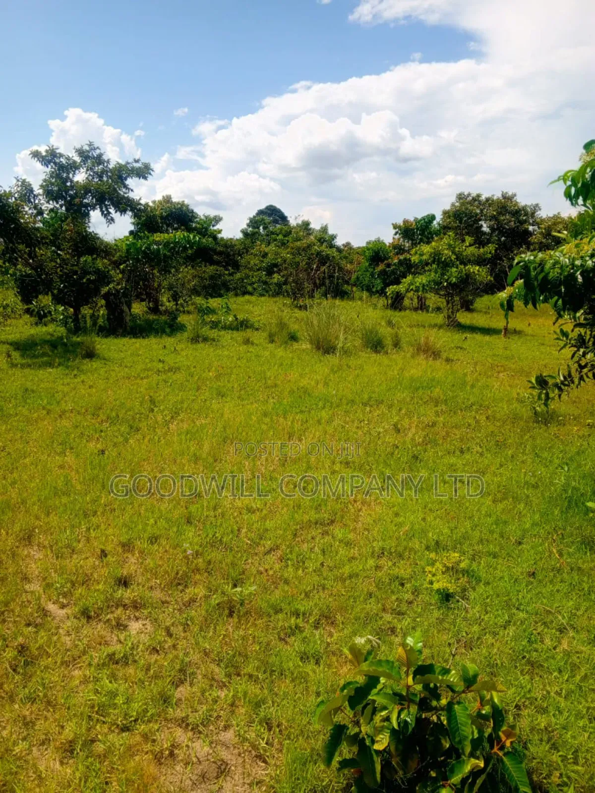 50 Acres of Land in Masaka on Bukakata Road