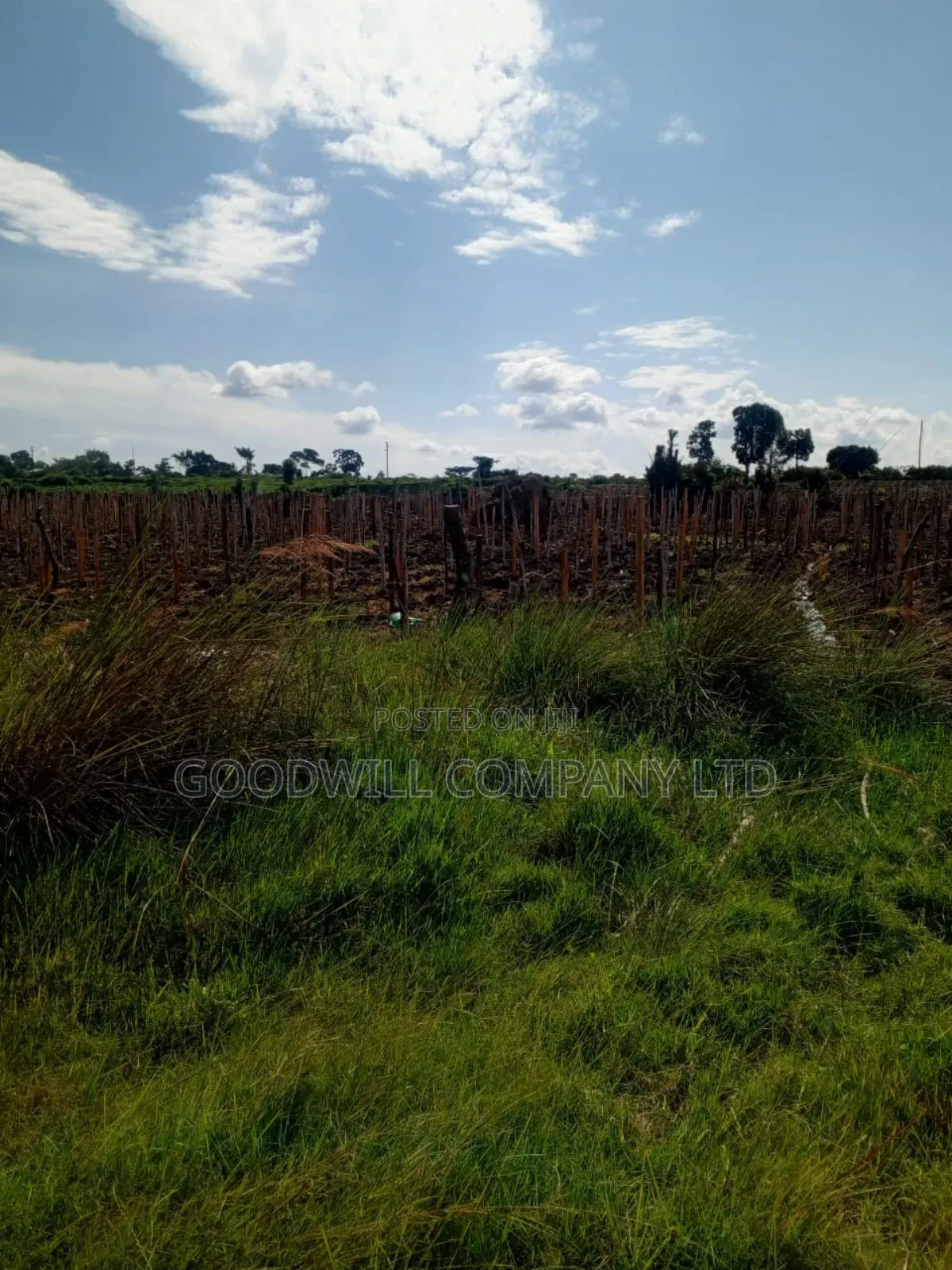 100 Acres of Land in Masaka on Bukakata Mukono Road