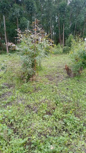 Plot of Land