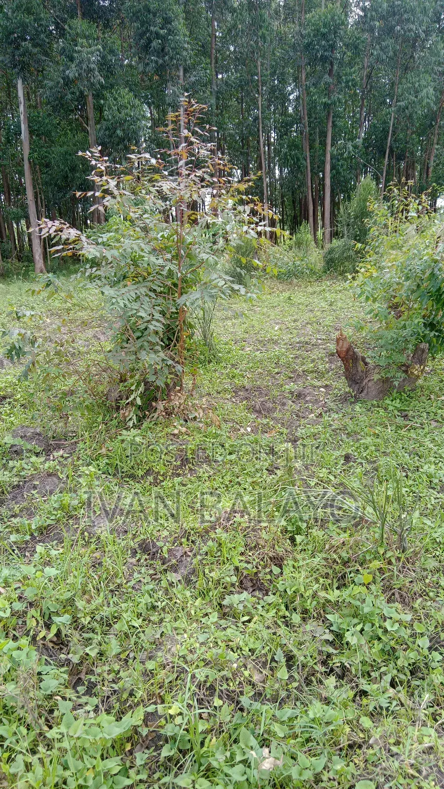 Plot of Land