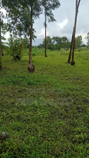 Plot of Land
