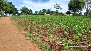 Prime Plots for Sale at Mpigi~Kalagala Hill View Land Estate~Masaka Rd