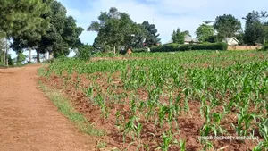Prime Plots for Sale at Mpigi~Kalagala Hill View Land Estate~Masaka Rd